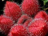 Brilho labial de urucum
