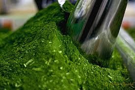 Leave in de Erva Mate