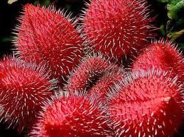 Brilho labial de urucum